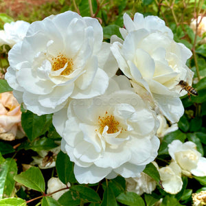 Bagged Bare Root Roses