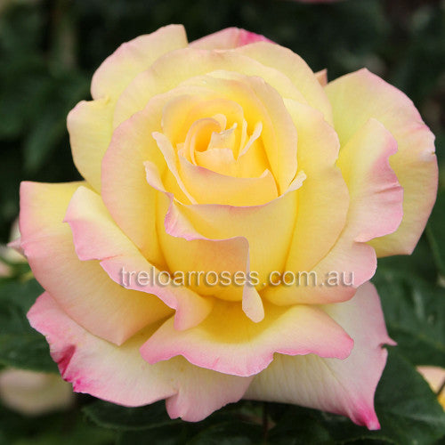 Bagged Bare Root Roses