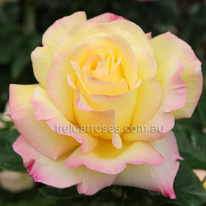 Bagged Bare Root Roses