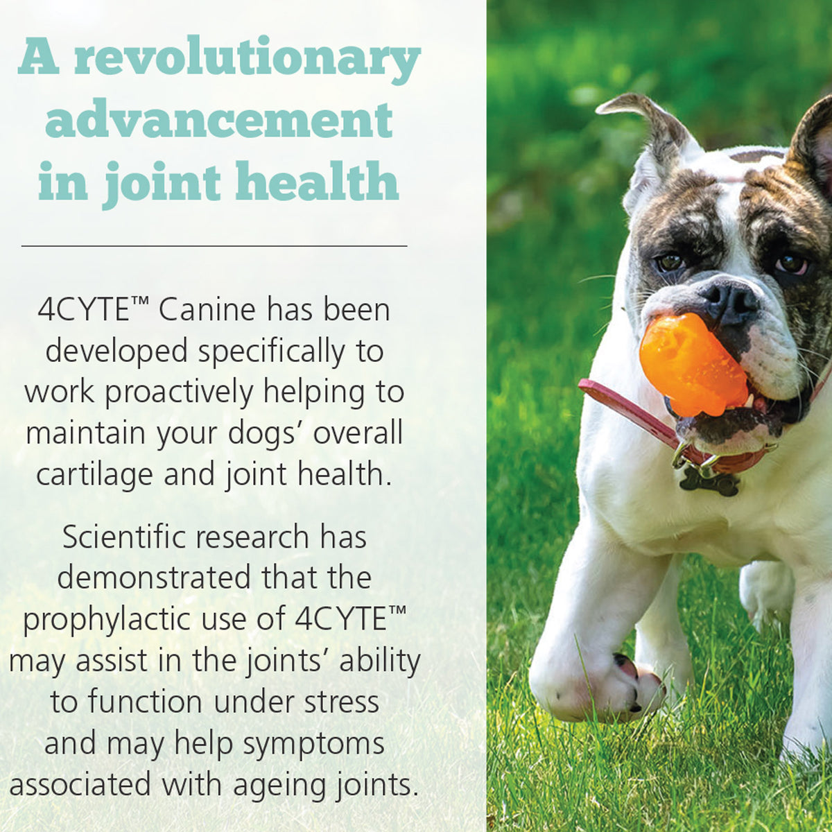 4CYTE Canine Joint Support Supplement