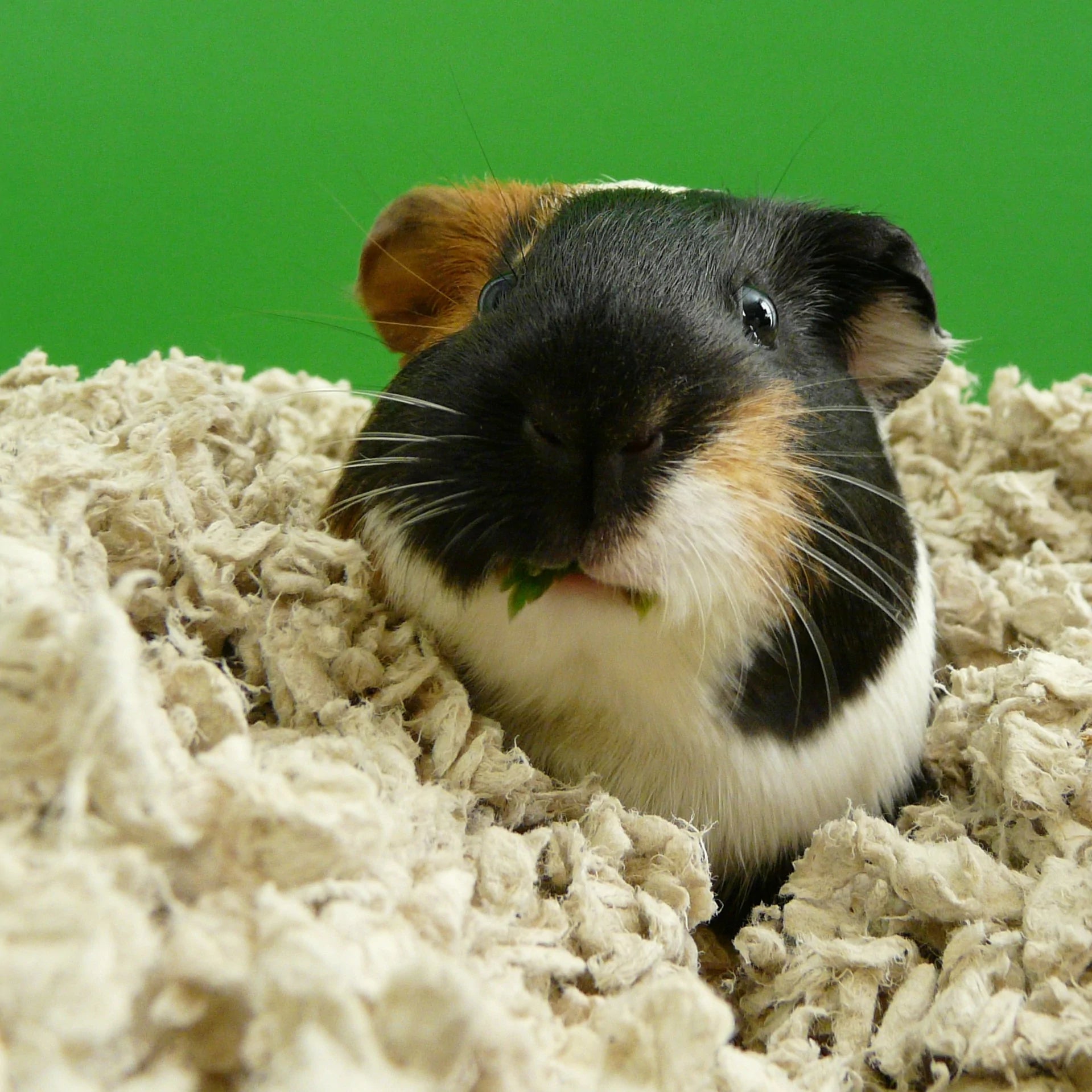 Paper bedding sales for guinea pigs