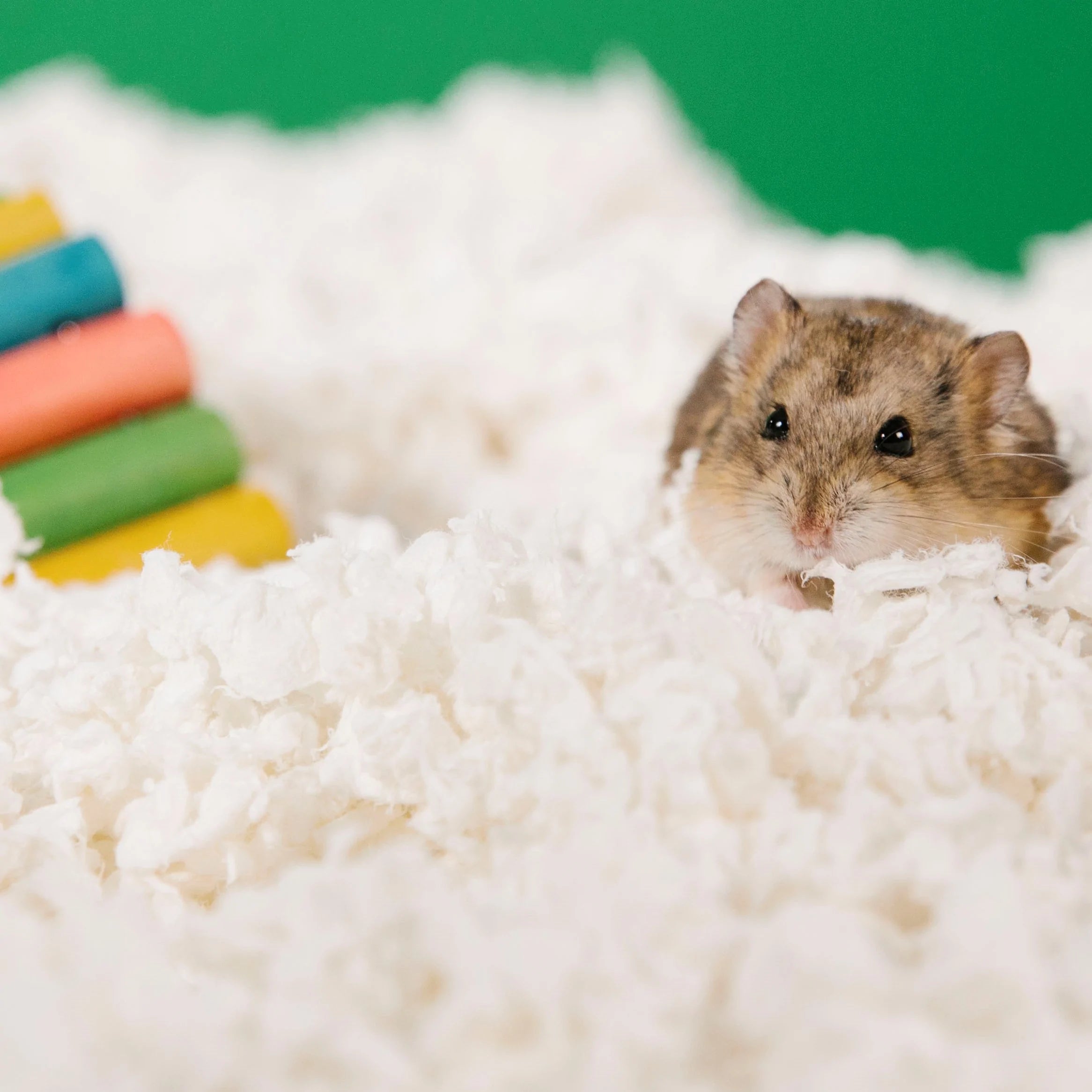 Carefresh bedding for rats best sale