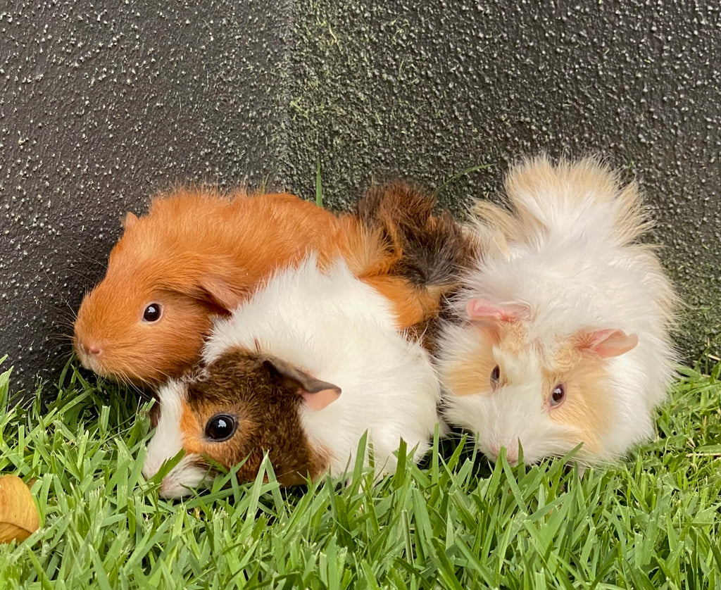 Newborn Guinea Year Old Guinea Pig Baby Year Old Guinea Pig Baby