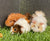 Guinea Pig Female
