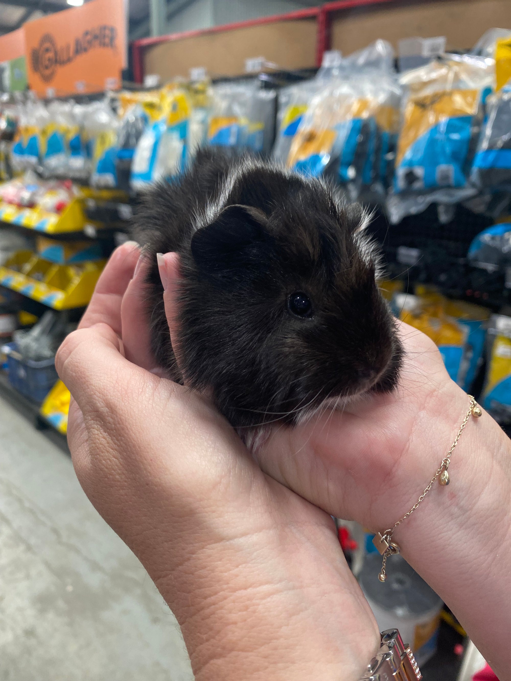Guinea Pig Male