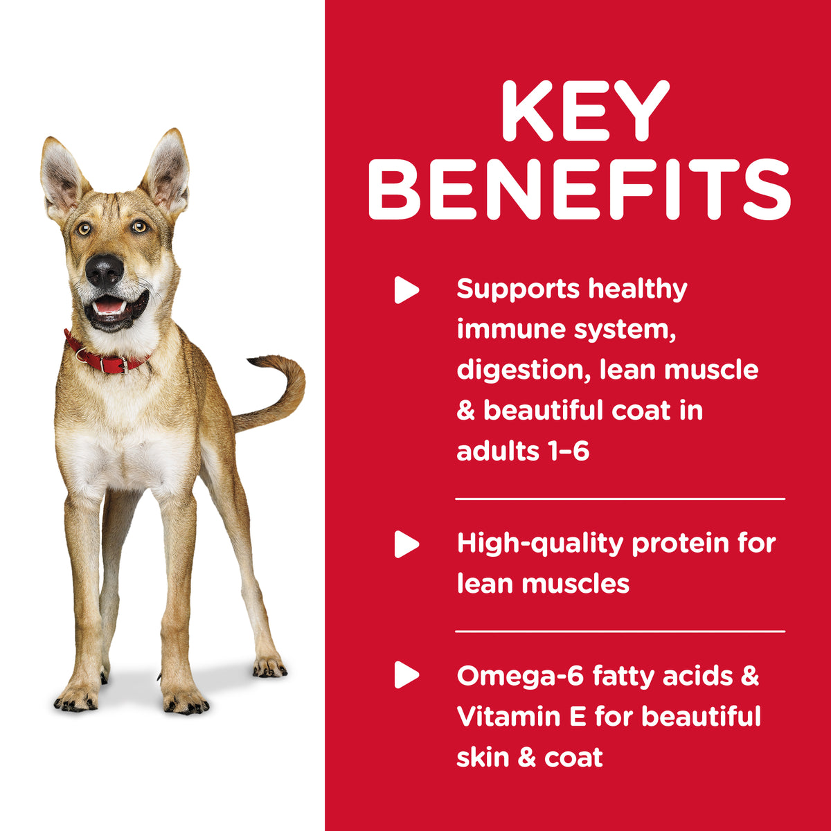 Hills Science Diet Adult Chicken and Barley Wet Dog Food