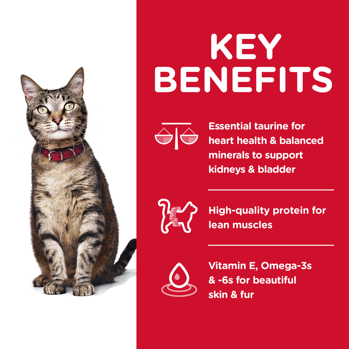 Hills Science Diet Adult Cat Dry Food