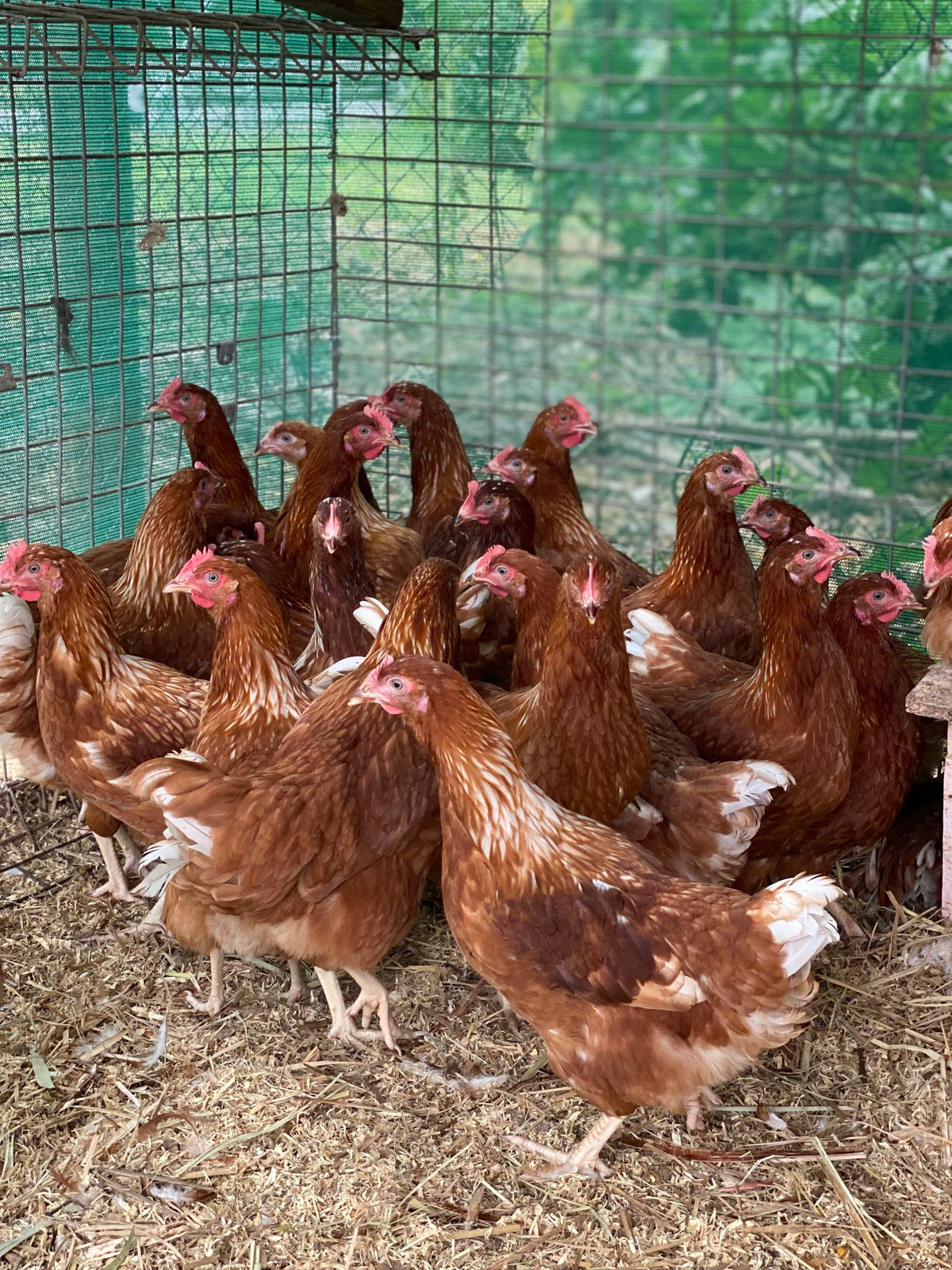 Point of Lay Hybrid Chickens Red/Brown