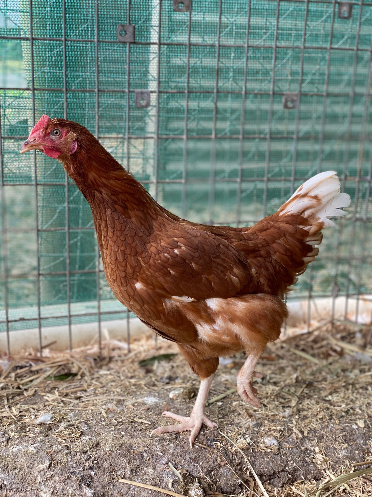 Point of Lay Hybrid Chickens Red/Brown