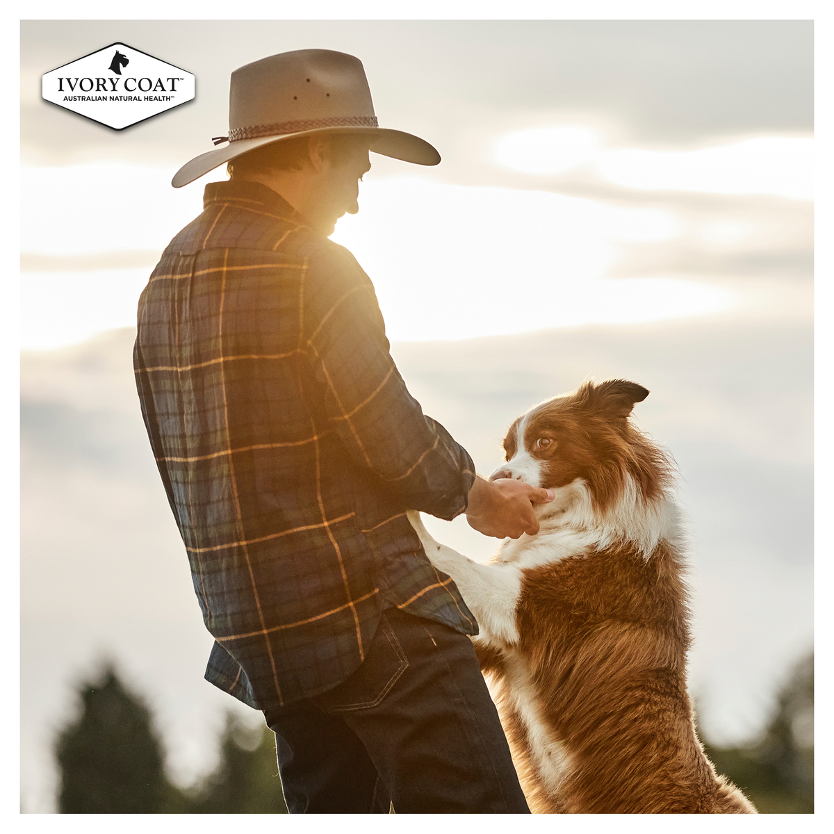 Ivory Coat Grain Free Chicken Stew with Coconut Oil Wet Dog Food