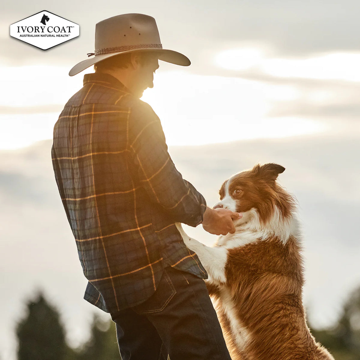 Ivory Coat Grain Free Lamb and Kangaroo Stew Wet Dog Food