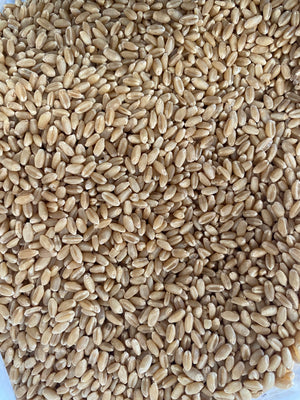 Jenco Whole Wheat