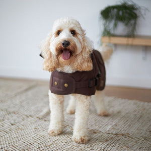 Aussie naturals outlet dog coat