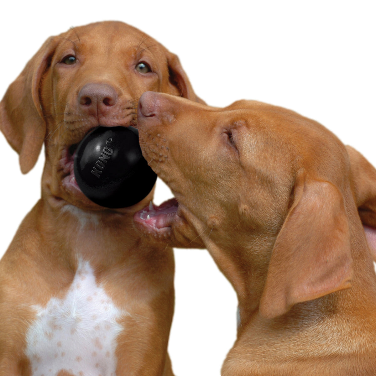 KONG Extreme Ball Dog Toy
