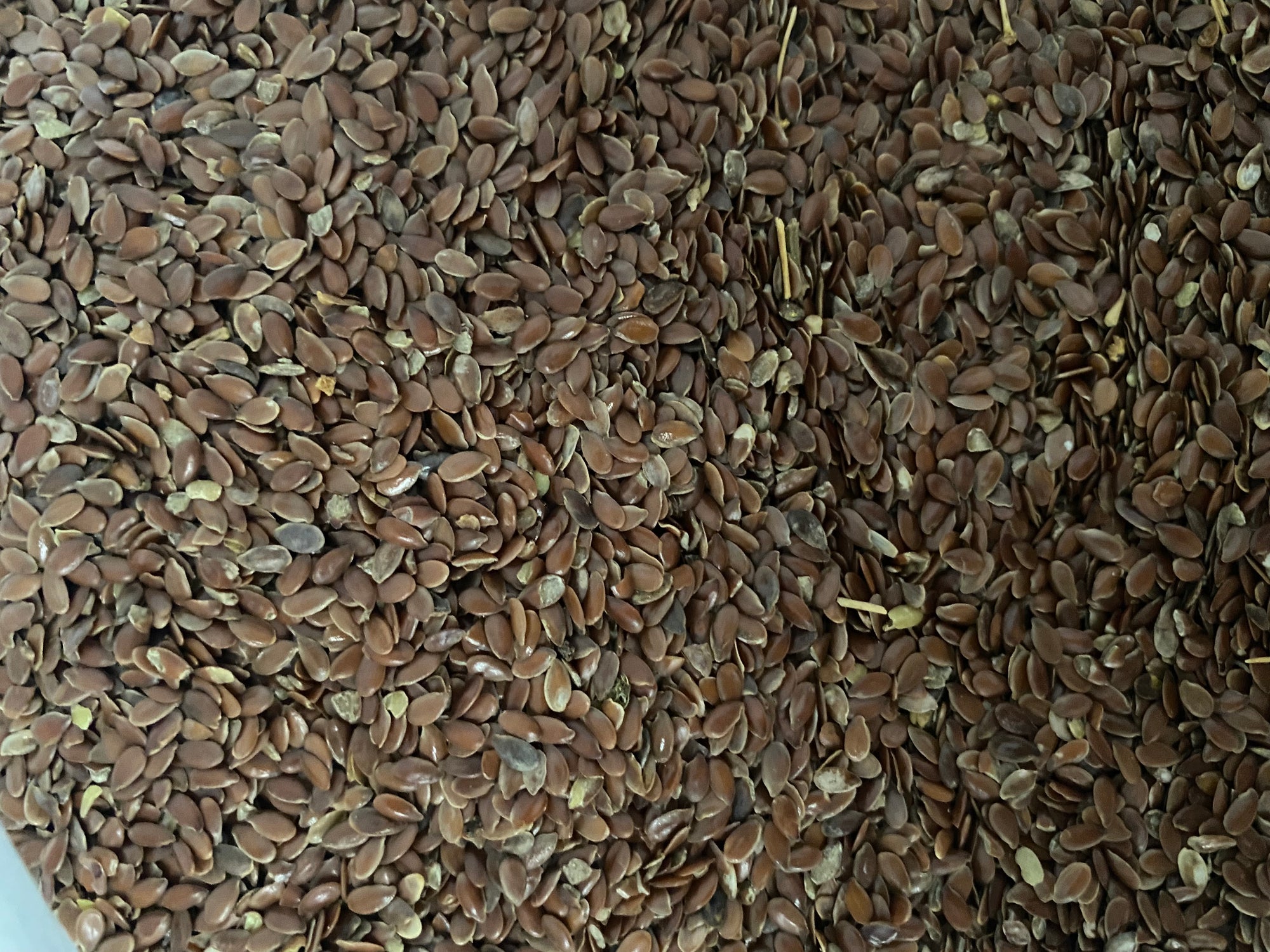 jenco Linseed