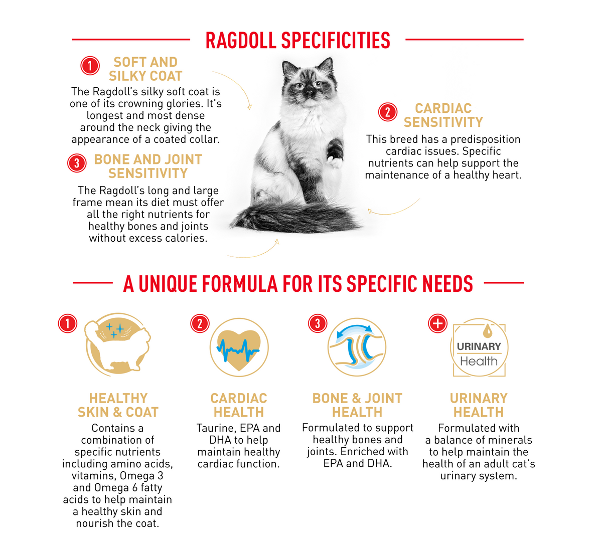 Royal Canin Cat Ragdoll Dry Food