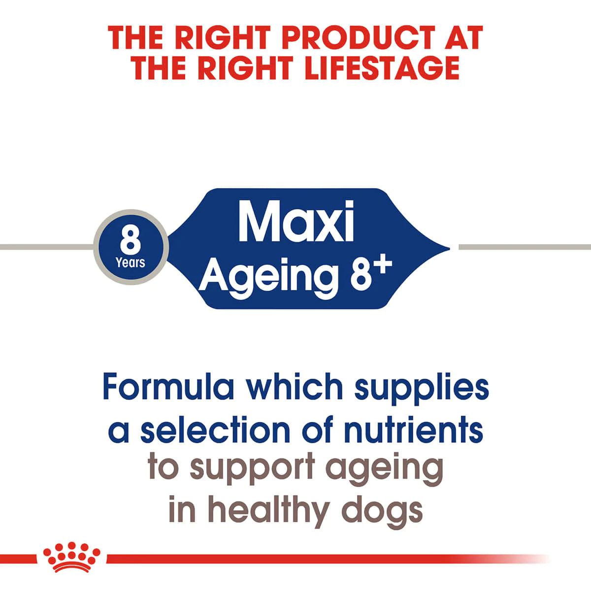 Royal Canin Maxi Ageing 8 Plus Senior Dry Dog Food