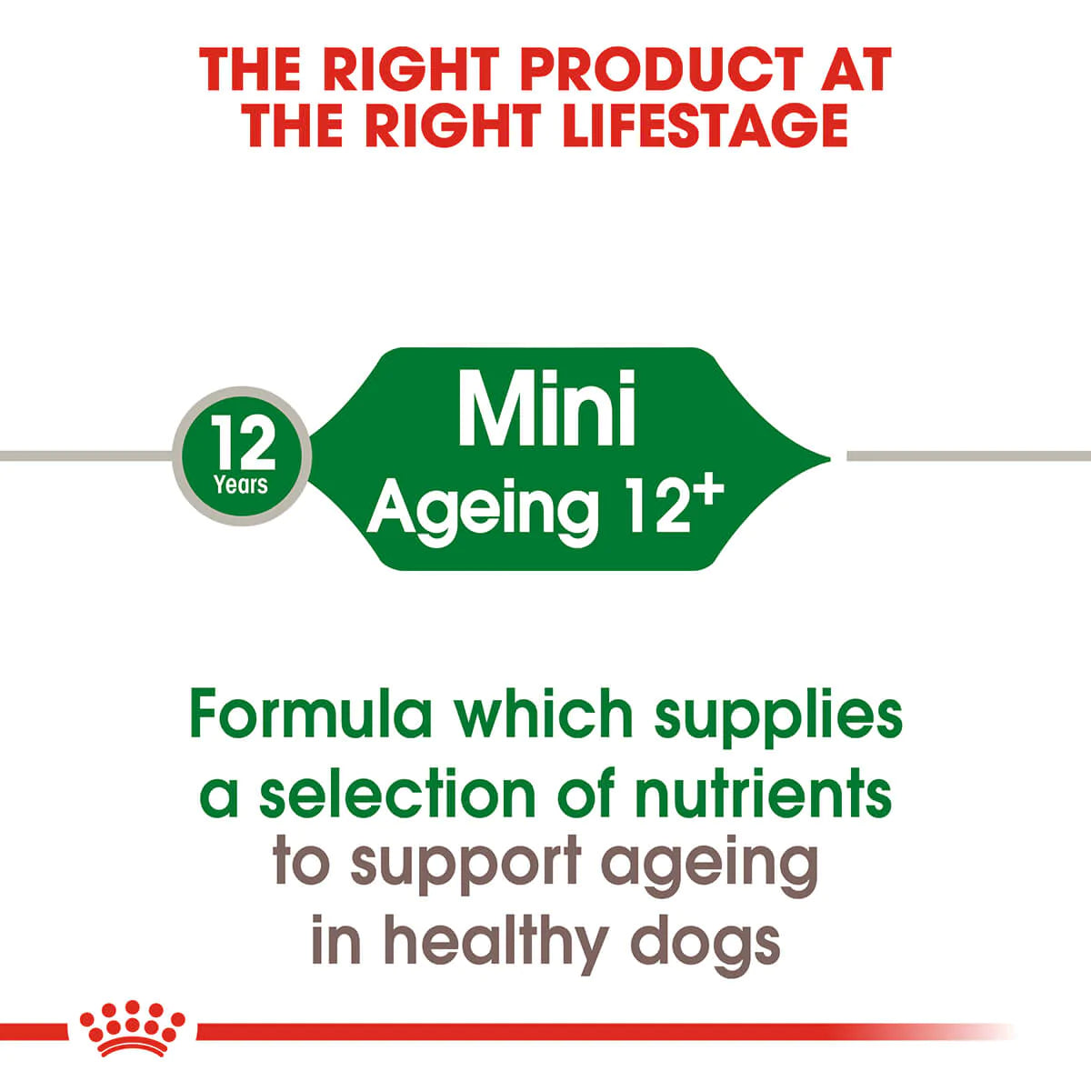 Royal Canin Mini Ageing 12 Plus Senior Dry Dog Food