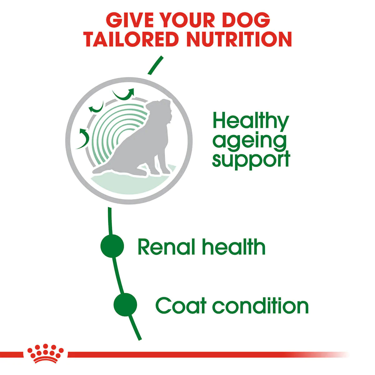 Royal Canin Mini Ageing 12 Plus Senior Dry Dog Food