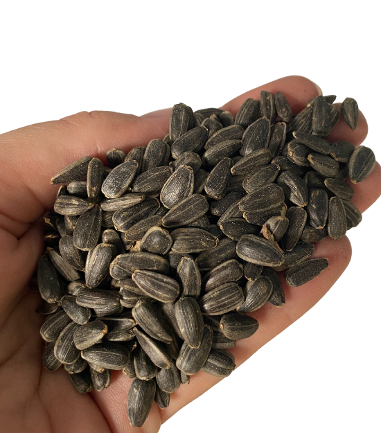 Black seed sunflower deals