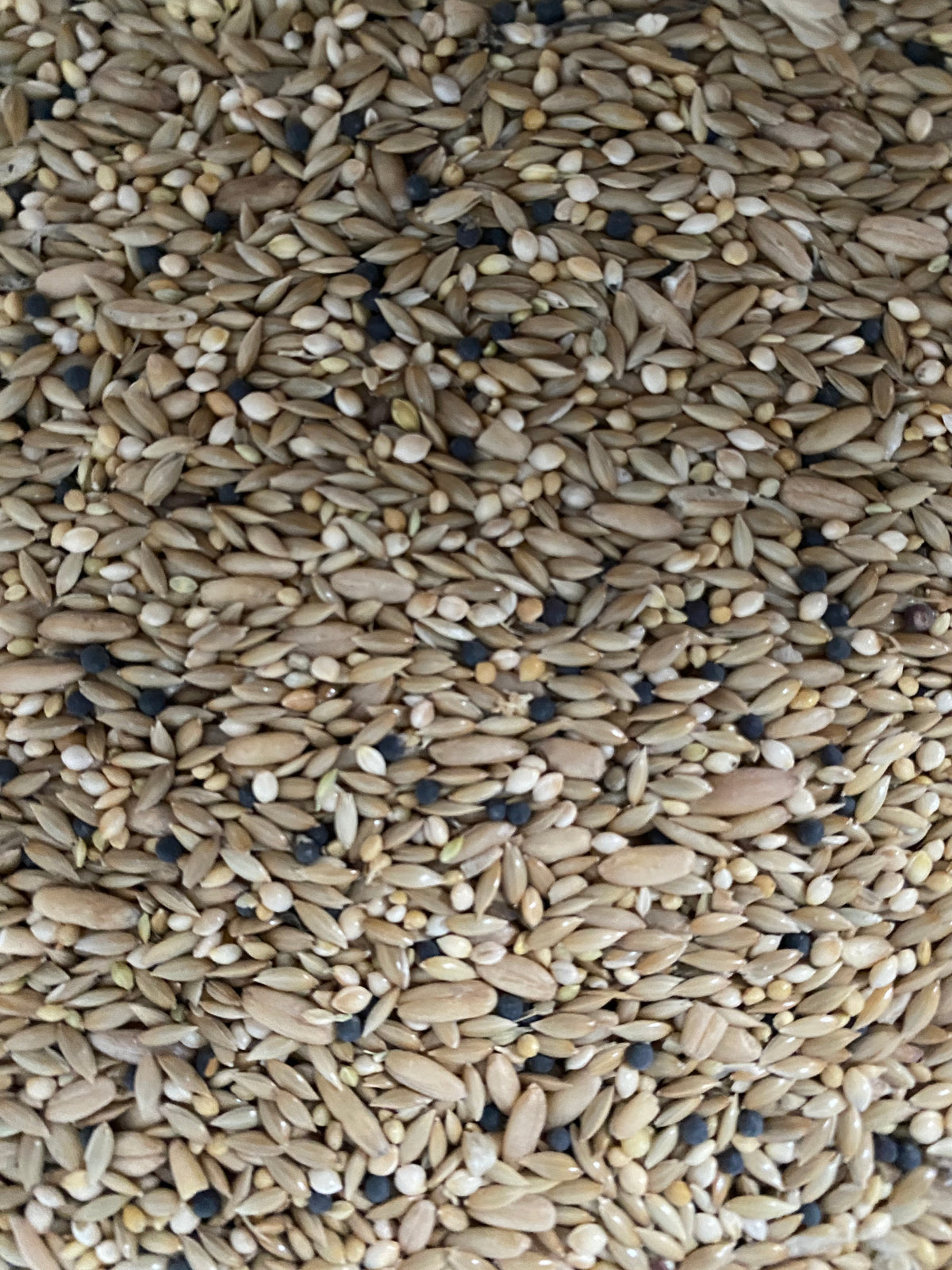 Avigrain Canary Mix