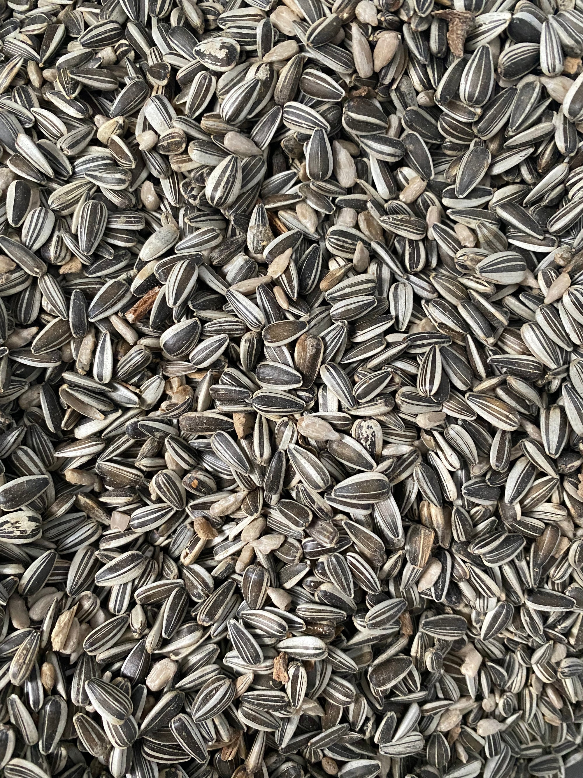 Sunflower Grey Stripe
