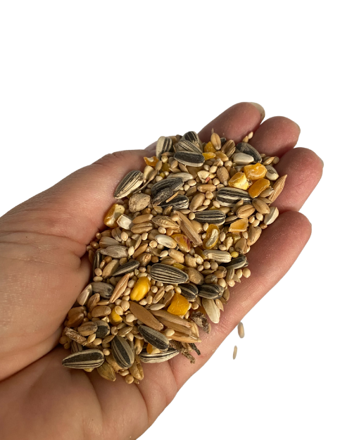 Avigrain Peachface Mix