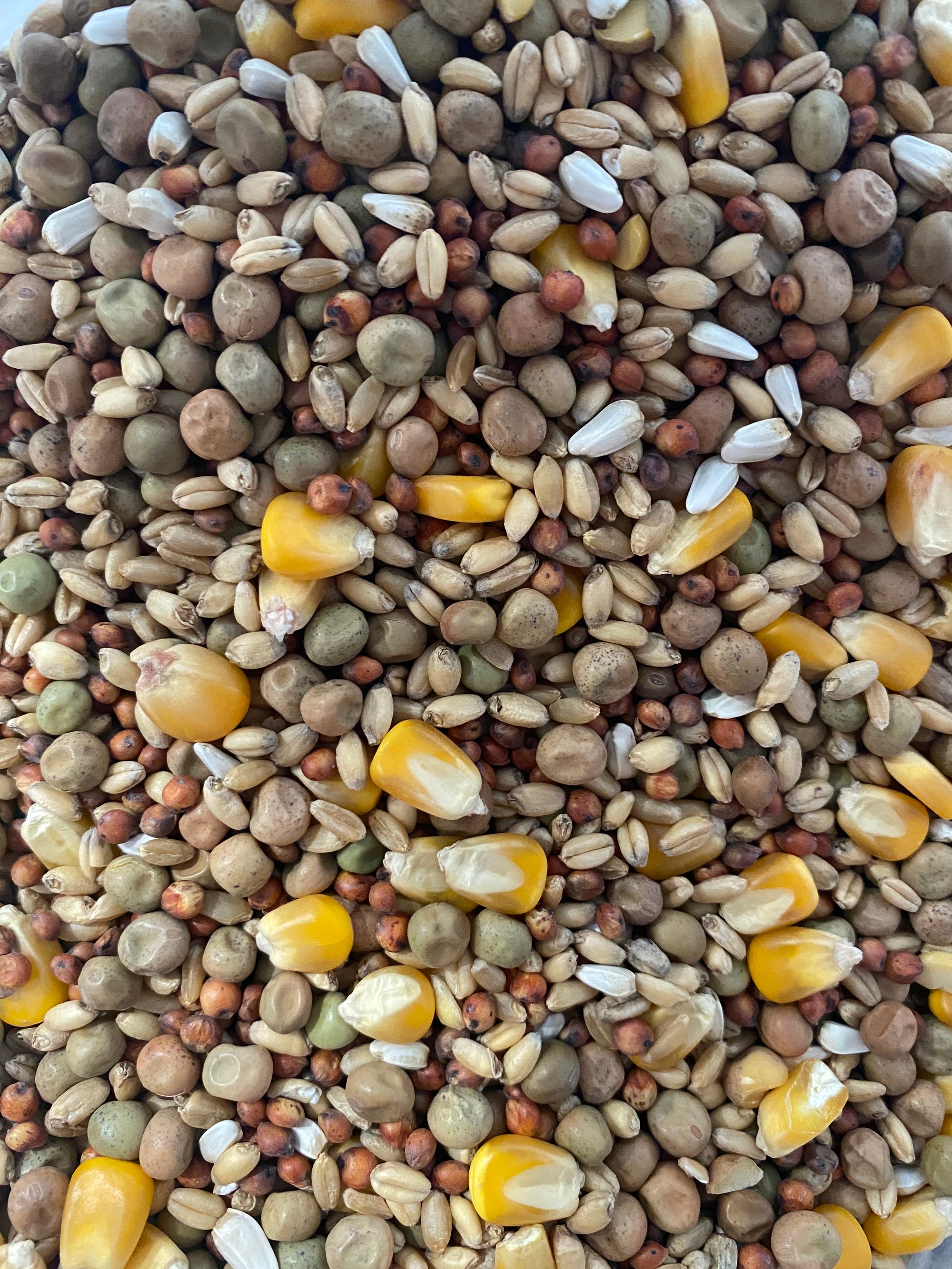 Avigrain Pigeon Mix