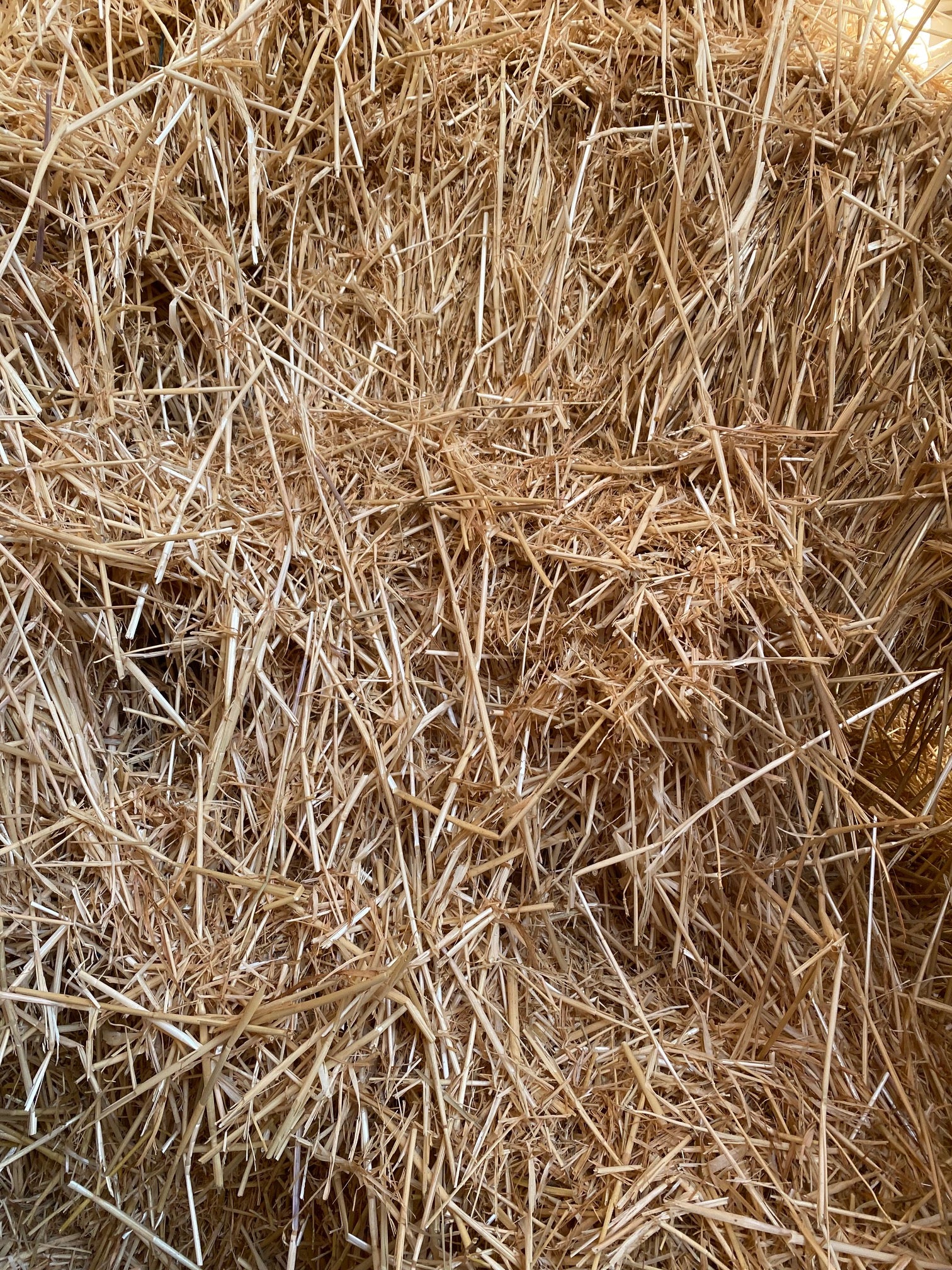 Barley Straw