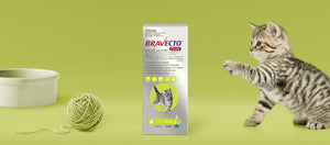 Bravecto Plus for Small Cats 1-2.8kg Green