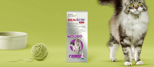 Bravecto Plus for Large Cats 6-12kg Purple