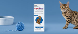 Bravecto Spot On for Medium Cats 2-6kg Blue