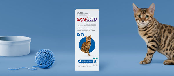 Bravecto Spot On for Medium Cats 2-6kg Blue Brookies Rural