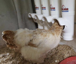 Dine A Chook Poultry Feeder 3.5L