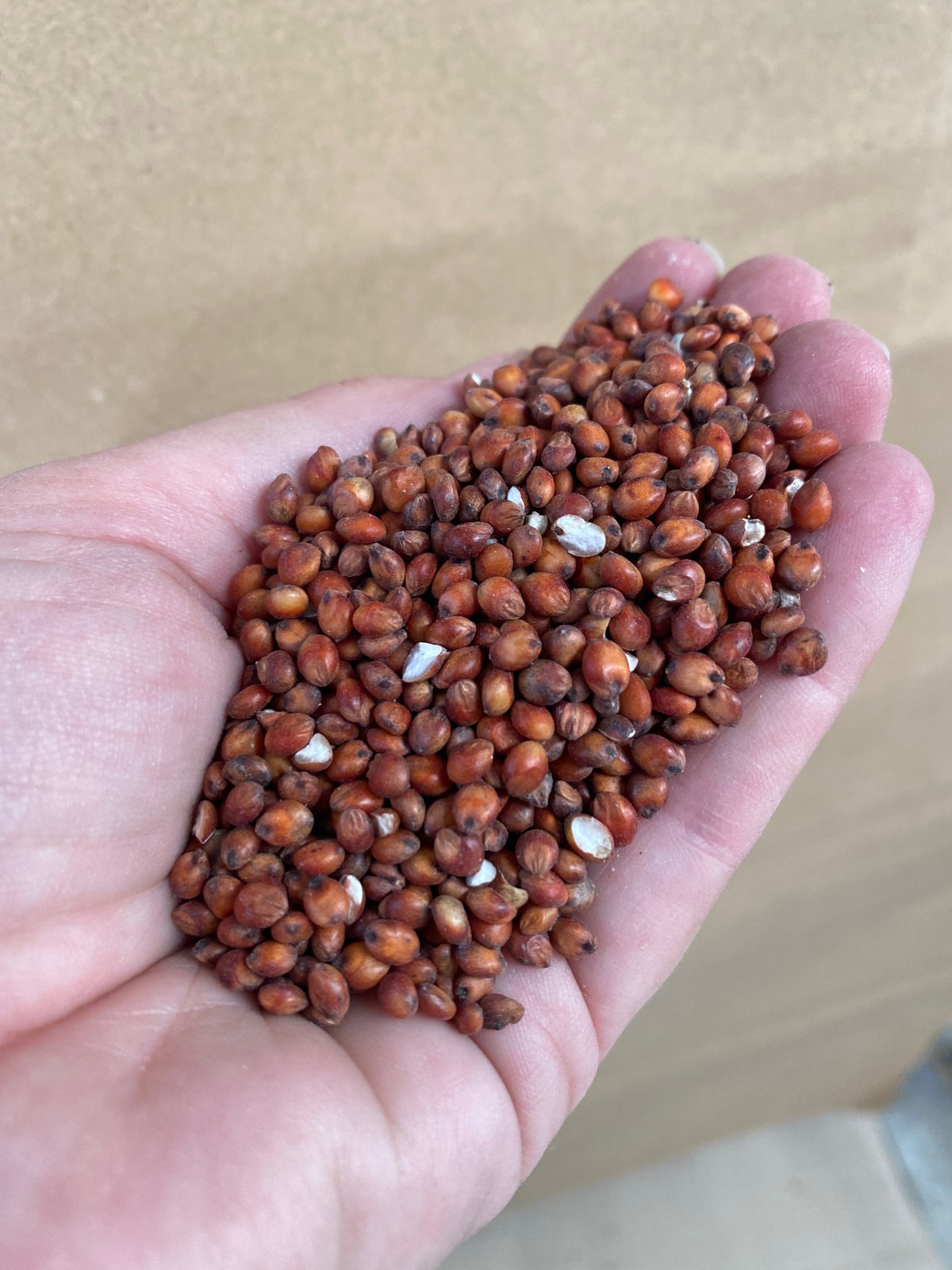 Jenco Red Sorghum
