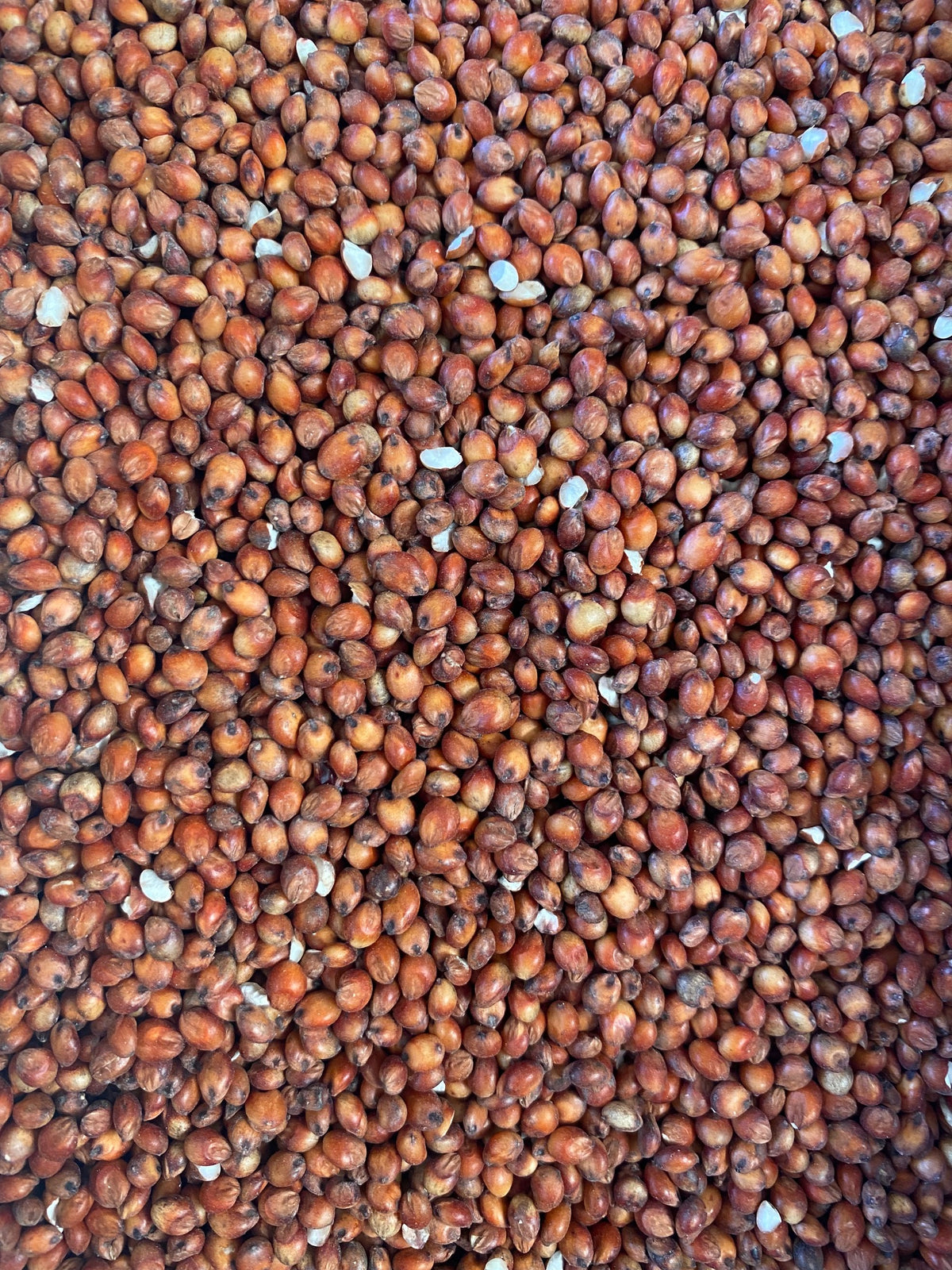Jenco Red Sorghum