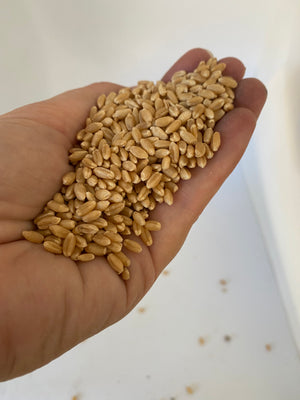 Jenco Whole Wheat